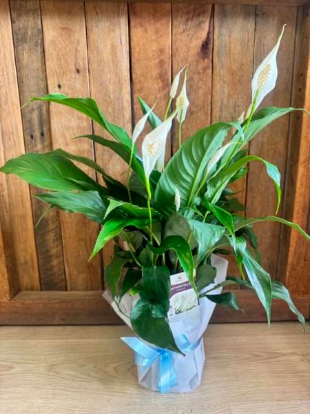 Peace Lily 